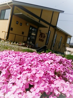 芝桜